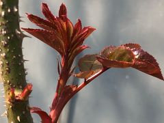 -首开·常青藤二期