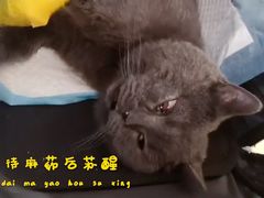 -宠福鑫康馨动物医院·骨科·眼科