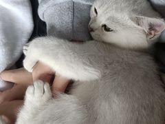 -lincat·猫舍(广州店)