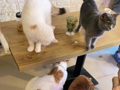 -平行世界·猫咖(首经贸店)