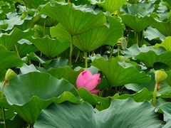 -西安浐灞国家湿地公园