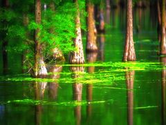 -白鹭湾湿地公园