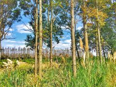 景点-上海长兴岛郊野公园