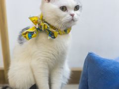 -柴迷FANS CLUB·柴犬狗咖·猫咖
