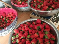 -胜丰草莓采摘园