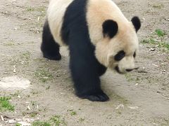 -上海野生动物园