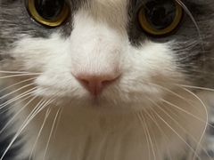 -纳吉亚猫专科动物诊疗中心(蒋宅口分院)