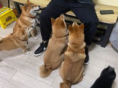 -柴犬高等学院·狗咖·柴犬售卖·宠物训练