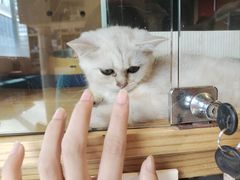 -Promise 国风宠物空间(上邦百汇城店)