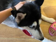 -Husky Go! 哈士奇体验馆·宠物咖啡厅狗咖