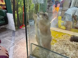 -神奇动物撸宠馆·羊驼·小浣熊·异宠(豫园店)