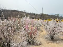 -白水寺森林公园