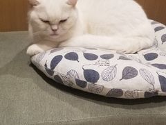 -CAT’S MEWSTAR CAFE·喵星球猫屋(晴湾咖啡店)