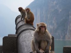 -白帝城·瞿塘峡景区