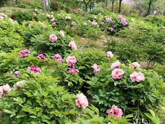 -济南国际园博园