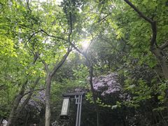 -灵顺寺