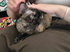-琪喵猫屋·撸猫猫咖·猫舍