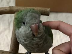 -吉丁鸟咖·异宠·寄养