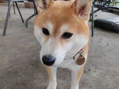 -柴犬高等学院·狗咖·柴犬售卖·宠物训练