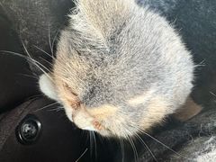 -瑞派福兴宠物医院犬猫全科·骨科·中西医结合(河东店)