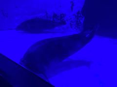 -上海海昌海洋公园-冰山北极馆