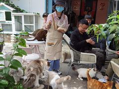 -喵屿·大理花园猫咖