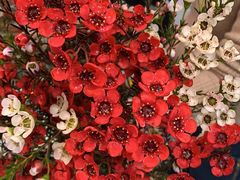 -双季花艺园艺市场(浦东店)
