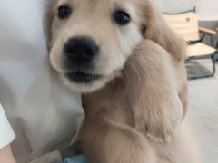 -伟伟宠物医院·CT影像中心·瑞派犬猫综合性门诊(汉口总院)