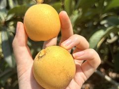 -桃源山庄·水蜜桃采摘·柴火鸡·烧烤团建(龙泉山店)
