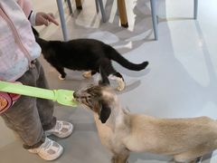 -豆逗聊愈猫阁Easy Life
