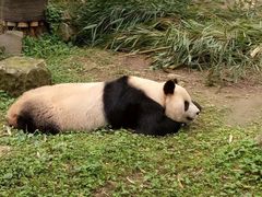 -都江堰中华大熊猫苑