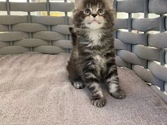 -lincat·猫舍(广州店)
