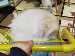 -猫色咖啡·猫咖