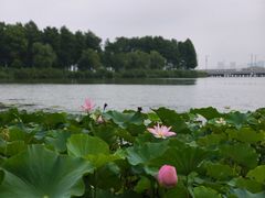 -长广溪湿地公园