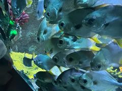 -海合安青岛极地海洋公园