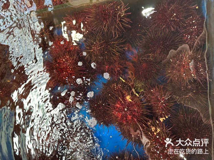 南山小渔村小平岛海胆