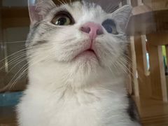 -lincat·猫舍(广州店)