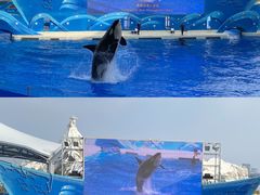 -上海海昌海洋公园