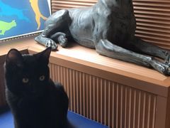 -芭比堂动物医院·犬猫全科·异宠专科(雁塔分院)