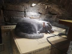 -猫色咖啡·猫咖