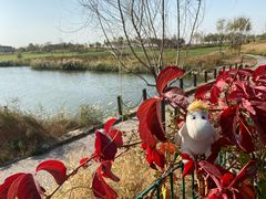 -滨海湖高尔夫球会