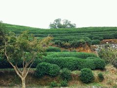 -随意茶庄·地道杭帮农家菜(梅家坞店)