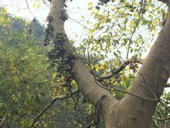 -羚羊峡古栈道森林公园