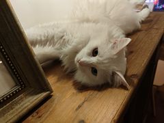 -Catmate·猫肥家润(金润铂宫店)