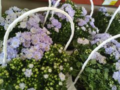 -国家植物园南园