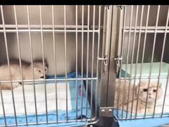 -心语宠物医院·急重症转诊中心·瑞辰华诺(南青路店)