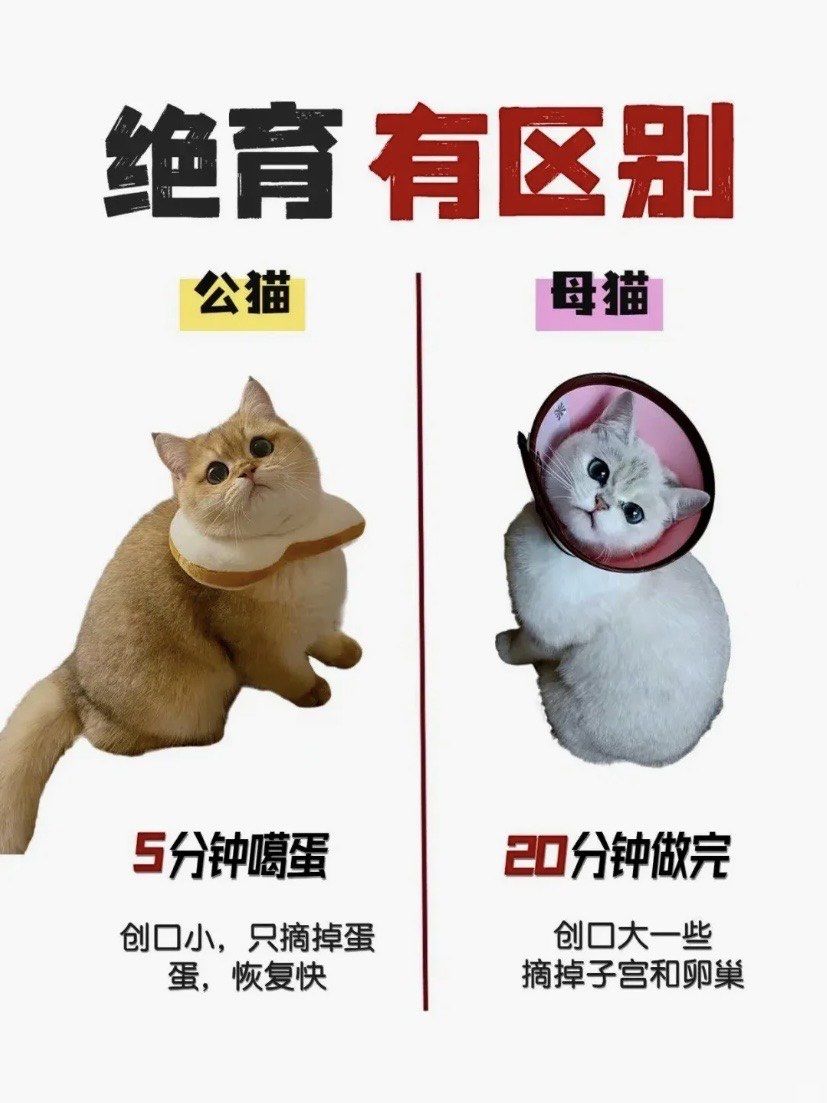 时间:母猫绝育20分钟q,公猫10分钟左右