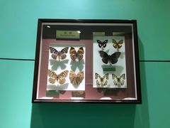 -上海昆虫博物馆