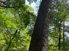 -五营红松林海景区