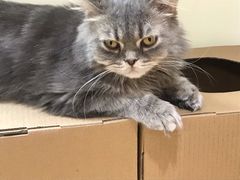 -猫和宫(六道口店)
